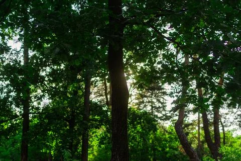 View of the green forest. Pine trees and green grass in the park. Natural bea Stock Photos