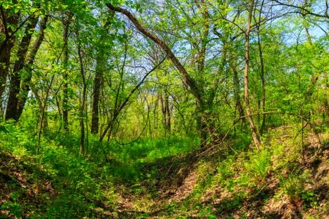 View of green forest at spring Stock Photos