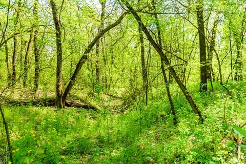 View on green forest at summer Stock Photos