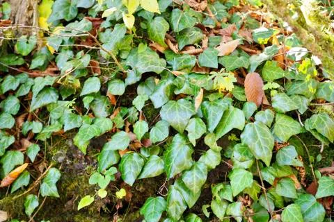 View of a green forest with trees, moss and ivy Stock Photos