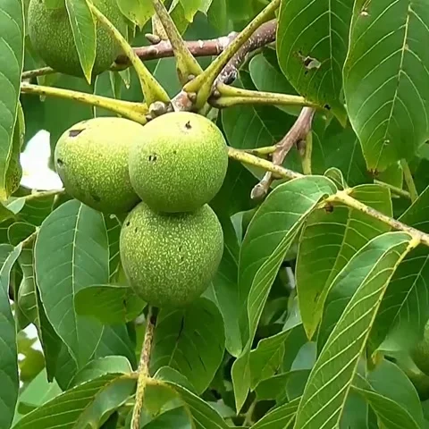 A view of green fruit Stock Footage 236448685