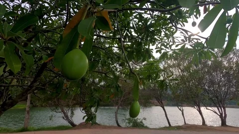 View of the green fruits of the mango tree. Stock Footage 242166029