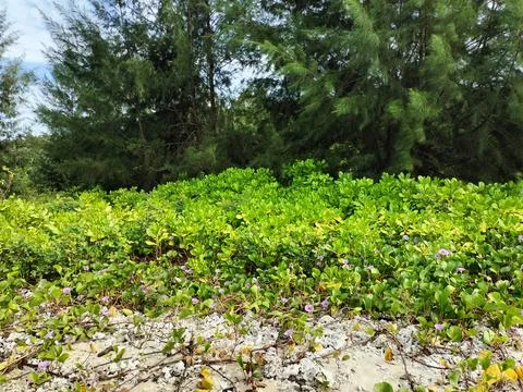 View of the green garden on the beach Stock Photos
