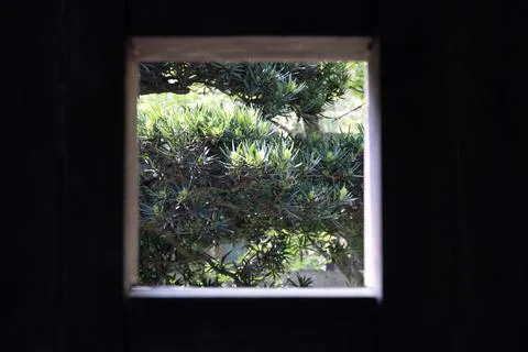 A view of the green garden from the window Stock Photos