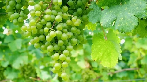 A view of green grapes Stock Footage 234846202