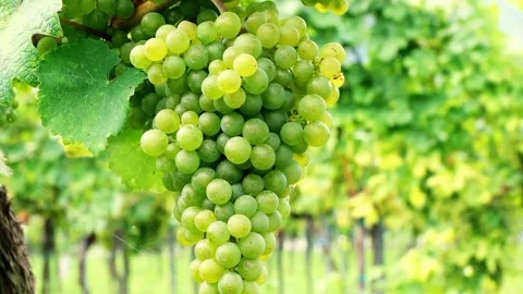 A view of green grapes Stock Footage 234846211