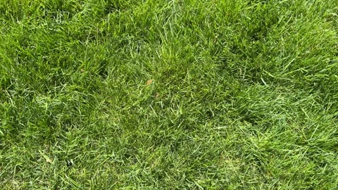 View of Green Grass From Above, Horizontal Video Stock Footage 308420291