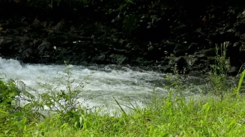 View of green grass on the edge of a mountain river Stock Footage 320923749