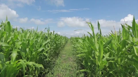 View of green grass field Stock Footage 48767645