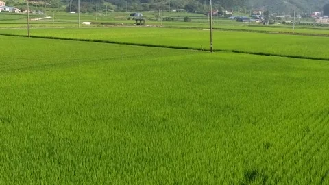 View of green grass field 動画素材 310919661