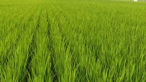 View of green grass field Video stock 310919675