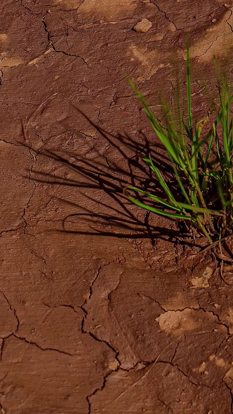 View of green grass growing in wet mud in Latvia. Stock Footage 339951974