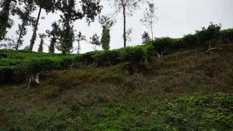 View of of green grass on the hill Vídeo Stock 156962925