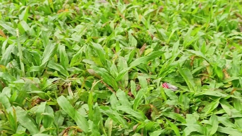 The view of green grass in a park Stock Footage 268882674