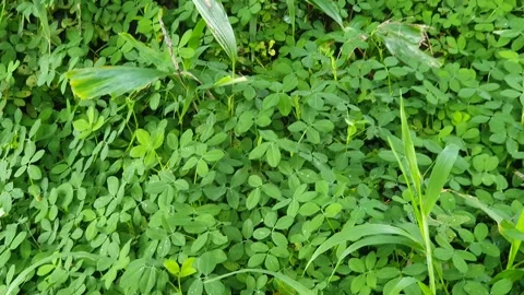 View of green grass in the park Video stock 311363160