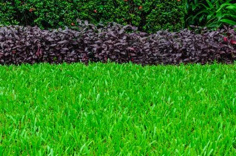 View of green grass Stock Photos