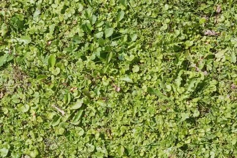 View of green grass. Stock Photos