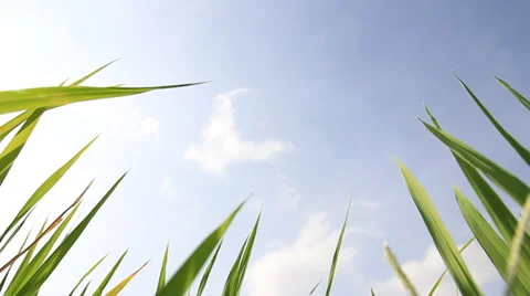 View on green grass tops Stock Footage 34718728