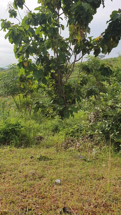 View of green hills and corn fields 库存影片 297590804