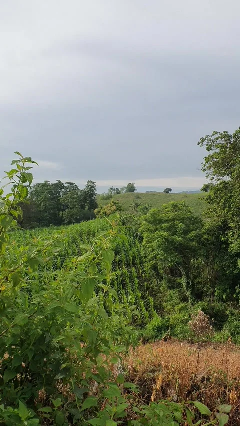 View of green hills and corn fields Stock Footage 297593150