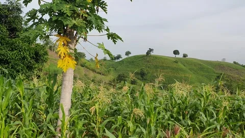 View of green hills and corn fields Stock Footage 297593151