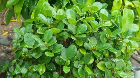 View of green leaf pattern in the village Stock Footage 310478836