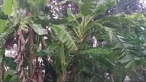 View of green leafed banana tree Stock Footage 310442197