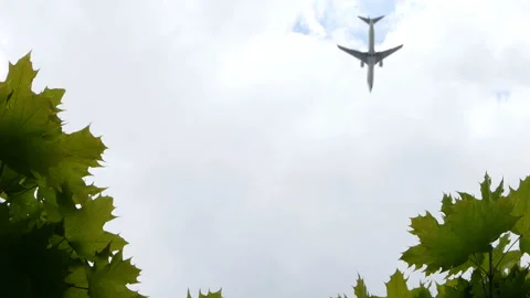 A view of with a green leafs on a blue sky with a flying airplane Stock Footage 112758572