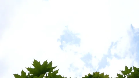 A view of with a green leafs on a blue sky with a flying airplane Stock Footage 112758702