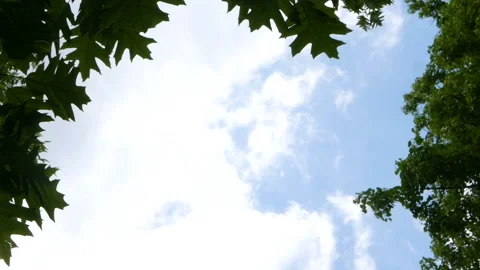 A view of with a green leafs on a blue sky with a flying airplane Stock Footage 112758798