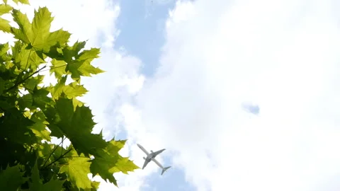 A view of with a green leafs on a blue sky with a flying airplane Stock Footage 112759007