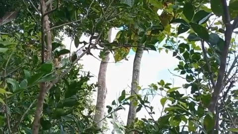 View of a green leafy tree with branching branches. Stock Footage 326207560