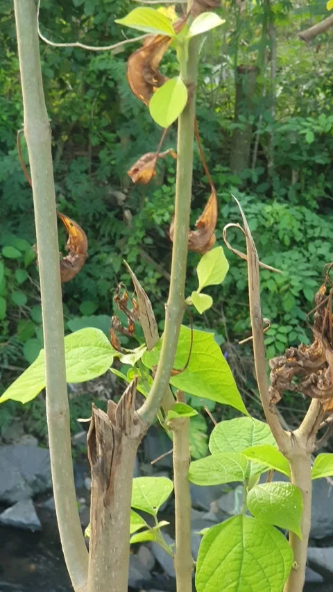 View of green leaves and trees in the village 库存影片 310144676