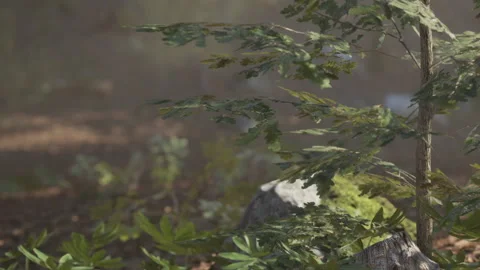 A view of green leaves and trees in a forest during daylight Stock Footage 345064214