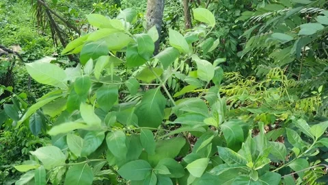 View of green leaves blown by the wind in a village in Indonesia Stock Footage 334654341