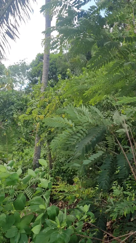 View of green leaves blown by the wind in a village in Indonesia Stock Footage 334654484
