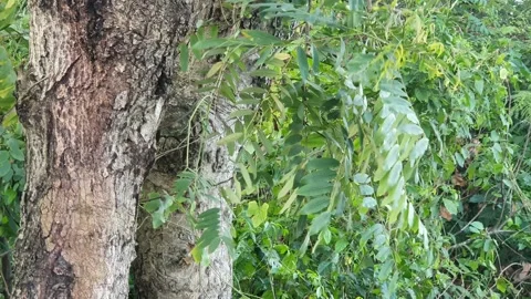 View of green leaves blown by the wind in a village in Indonesia Stock Footage 334654527