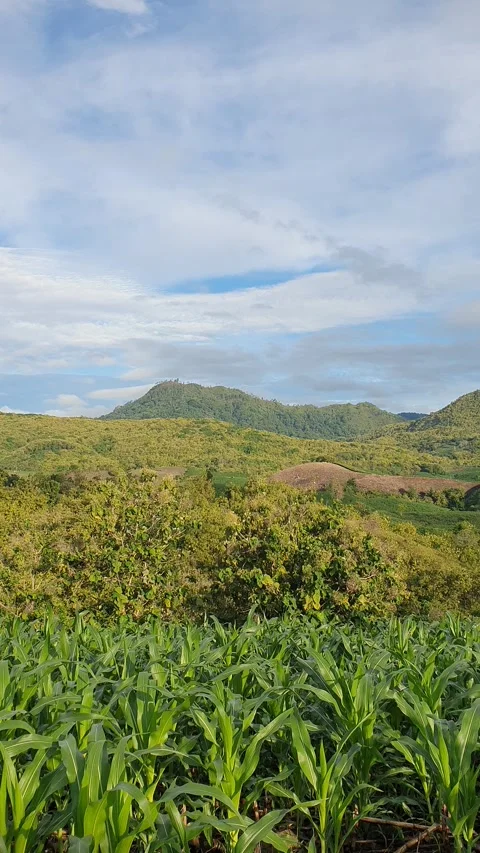 View of green leaves blown by the wind near the hills Stockbeeldmateriaal 334840905