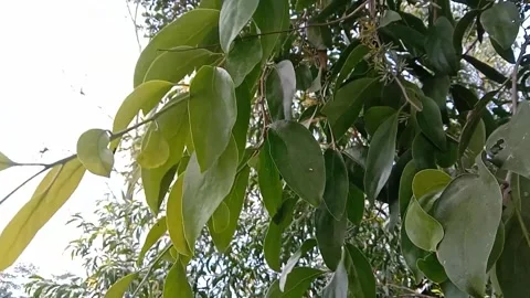 A view of green leaves hanging from tree branches. Video stock 323902339