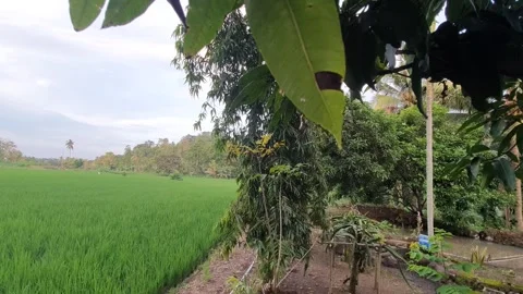 View of green leaves with rice fields in the background Video stock 312631537