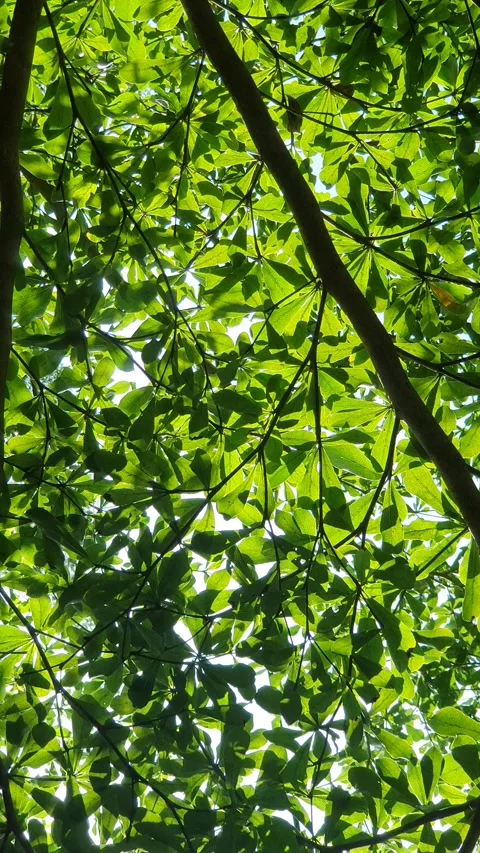 View of green leaves seen from under the tree Stock Footage 305735365