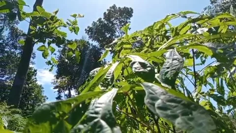 A view of green leaves with towering trees. Video stock 323255286