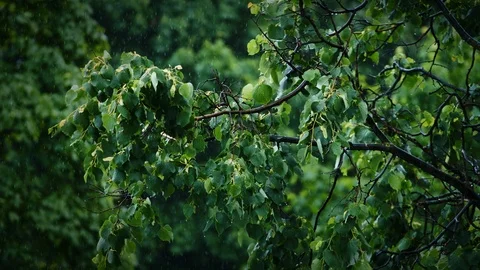 View of the green leaves of the trees in the rain Stock-Footage 90764400
