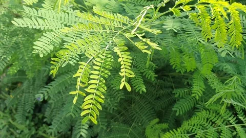 View of green leaves with various shapes 库存影片 332643971
