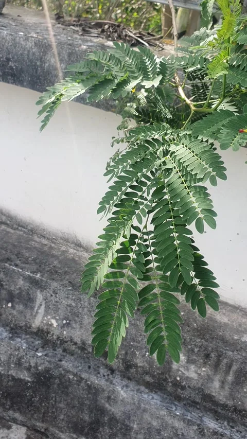 View of green leaves with various shapes Видео 332644037