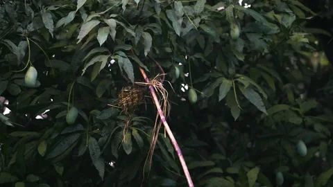 View of green mangoes hanging on a tree, Bangladesh. Stock Footage 336412949