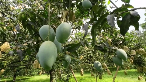 View of green mangoes hanging from trees in Bangladesh. Vídeos de archivo 336413053