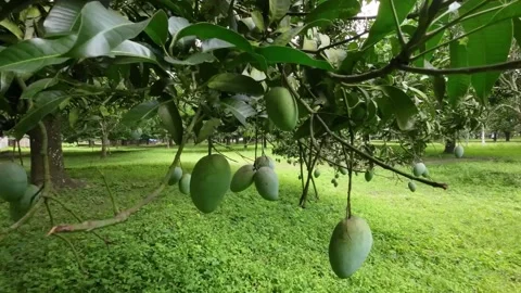 View of green mangoes on a tree in Chapai Nawabganj, Bangladesh. Stock Footage 336413126
