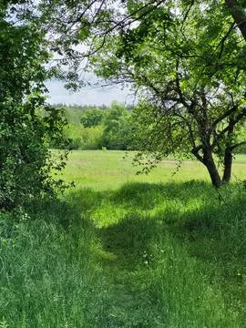 View of a green meadow framed by tree leaves, natural framing concept 库存照片