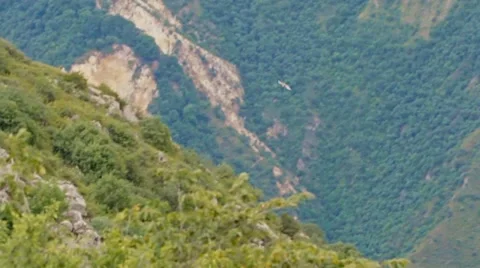 View on green mountains with an eagle soaring high above the trees Stock Footage 65337228